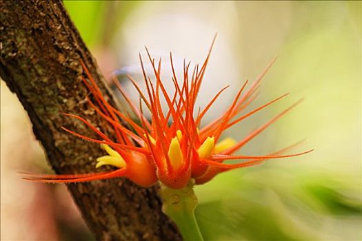 花,国家公园,哥斯达黎加