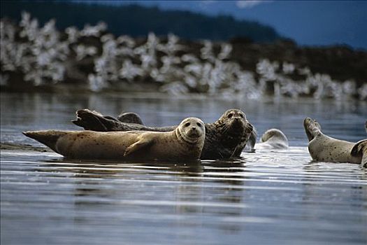 斑海豹,沙洲,东南阿拉斯加,夏天