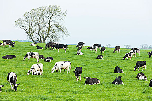 牧群,母牛,苏格兰