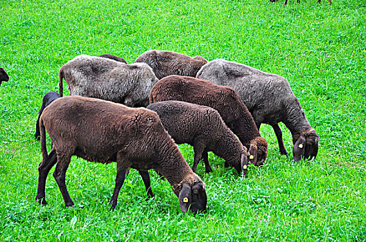 绵羊,草地,褐色,羊群