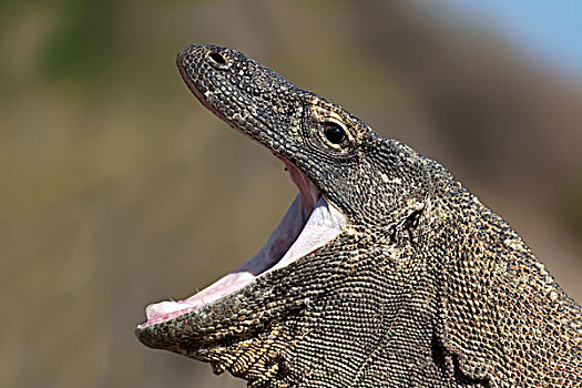 科摩多巨蜥,哈欠,嘴,宽,张嘴,科莫多国家公园,世界遗产,科莫多岛,岛屿,印度尼西亚,亚洲