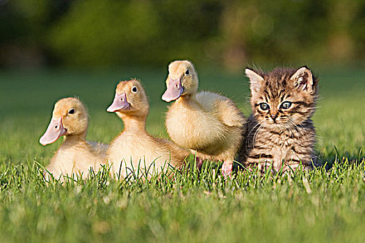 三个,小鸭子,小猫,草地
