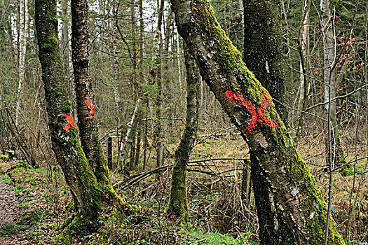 老,桦树,桦属,红色,巴伐利亚森林,巴伐利亚,德国,欧洲