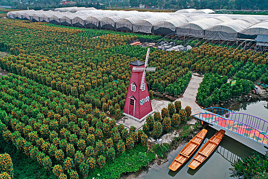 桔子生产基地