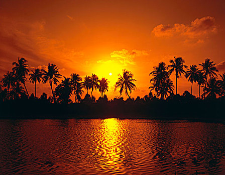 棕榈岛,剪影,落日