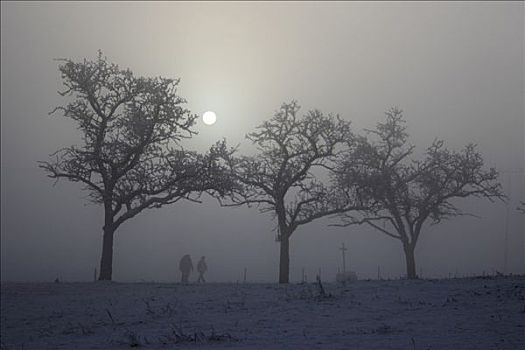 太阳,雾,霜冻,树,人,散步