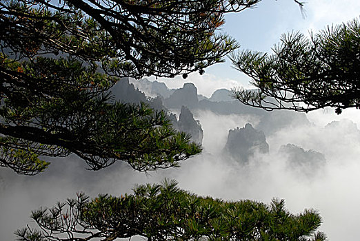 透过松杆看黄山云海,山峰