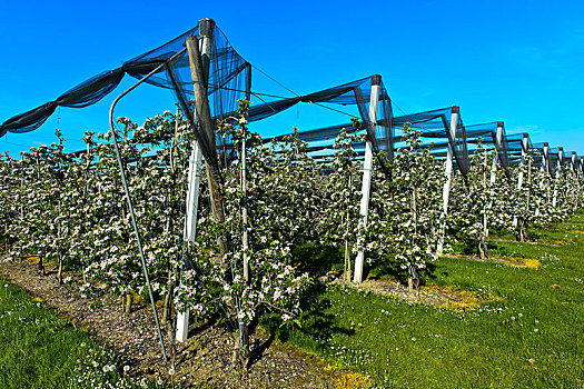 苹果树,种植园,低,树干,种植,花,瑟尔高,瑞士,欧洲