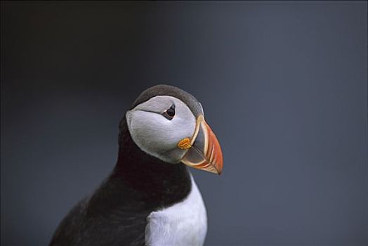 大西洋角嘴海雀,北极,边缘,岛屿,设得兰群岛,英国