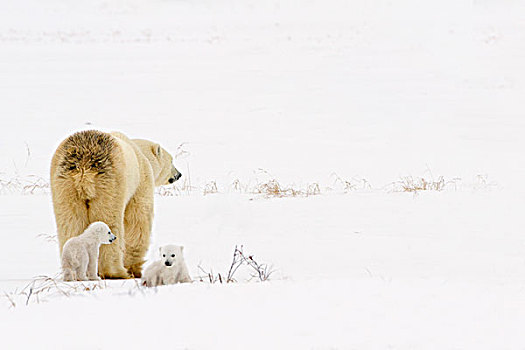 北极熊,母熊,幼兽,瓦普斯克国家公园,丘吉尔市,曼尼托巴,加拿大