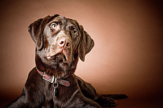 巧克力拉布拉多犬,肖像,拉布拉多犬