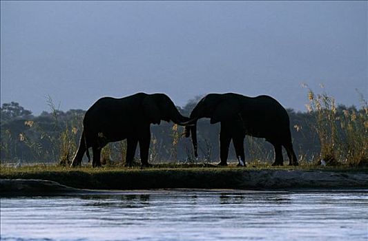 大象,雄性动物,打斗,岛屿,赞比西河