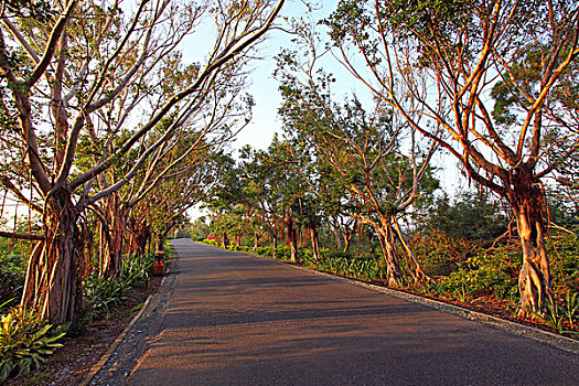 涠洲岛,北海,亚热带,风光,植物,红树林,榕树,道路,走廊,安静