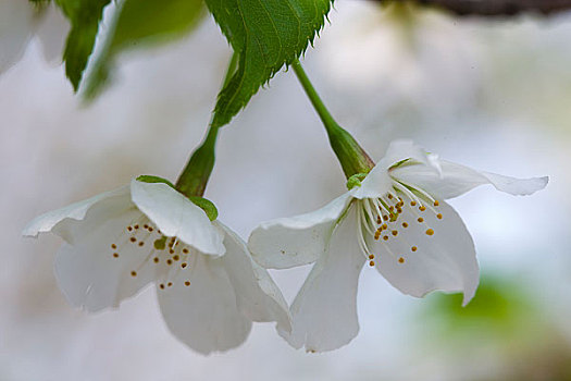 樱花