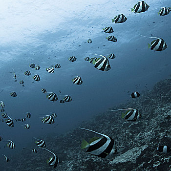 水下视角,鱼,珊瑚礁,印度洋,马尔代夫