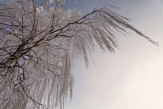 桦树,白霜