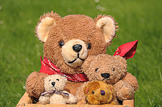 泰迪熊,家庭