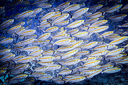 水下视角,鱼群,龙目岛,印度尼西亚