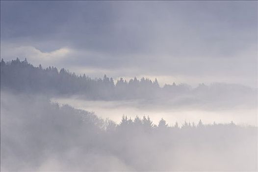 树,突出,雾,山谷,黑森林,巴登符腾堡,德国