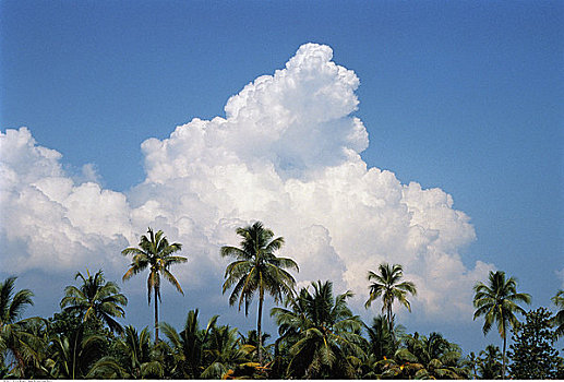 棕榈树,云,印度