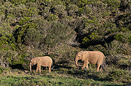 大象,非洲象,禁猎区,南非