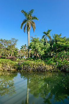 中湖公园,湖面,大王棕,王棕,大王椰子,棕榈树,文笔树