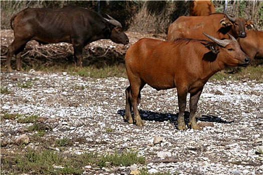 褐色,非洲,公牛,站立