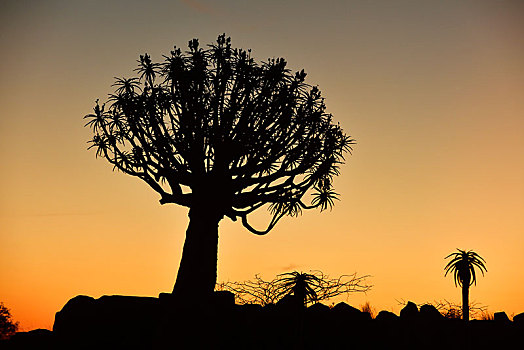 抖树,二歧芦荟,树林,剪影,日落,基特曼斯胡普,纳米比亚,非洲