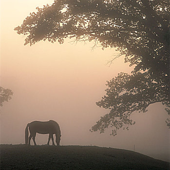 马,雾状,早晨