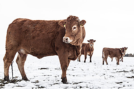 母牛,草地,雪中