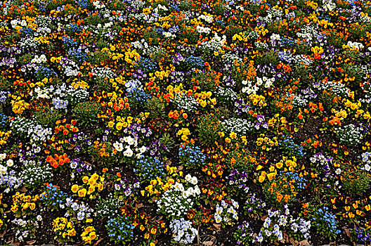 彩色,植被,多样,花,公园,阿尔萨斯,法国,欧洲