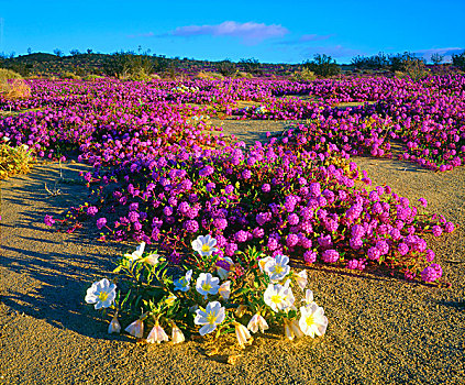 美国,加利福尼亚,安萨玻里哥沙漠州立公园,沙子,马鞭草属植物,沙丘,樱草花,野花,画廊
