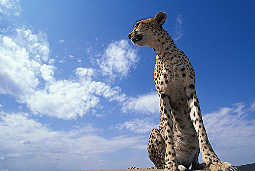 非洲,肯尼亚,马塞马拉野生动物保护区,成年,女性,印度豹,猎豹,围绕,热带草原