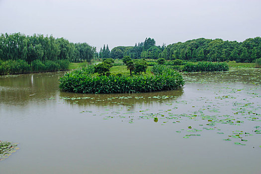 绿野,花海,乡村