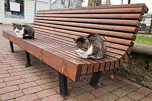 两个,街道,猫,坐,木制长椅,公园