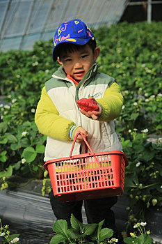 山东省日照市,春光明媚草莓红,休闲采摘好时节