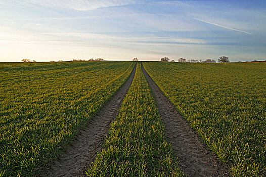 发芽,地点,小麦,轨迹,梅克伦堡前波莫瑞州,德国,欧洲