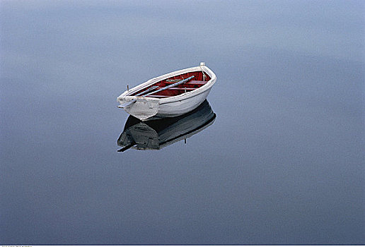 划桨船,水中,纽芬兰,拉布拉多犬,加拿大