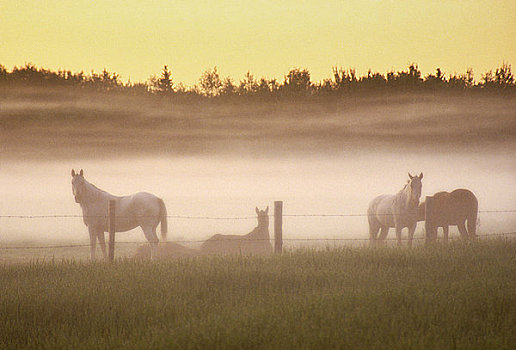 马,日出,靠近,公园,艾伯塔省,加拿大