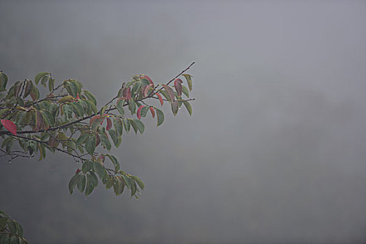 浓雾树枝