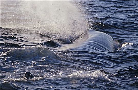 吹,抹香鲸,靠近,岛,挪威