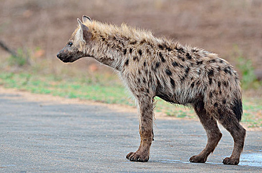 斑鬣狗,笑,鬣狗,幼兽,雄性,站立,道路,克鲁格国家公园,南非,非洲