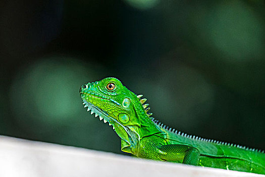 幼小,绿鬣蜥,混凝土墙,哥斯达黎加