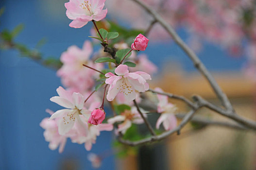 春天美术馆前海棠花美丽盛开