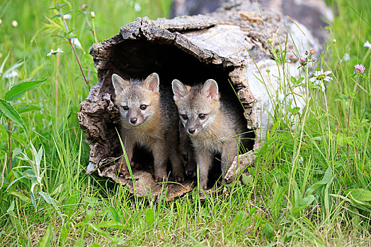 灰狐,两个,小动物,看,室外,中空,树干,松树,明尼苏达,美国,北美