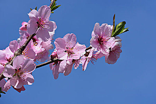 杏花,春天,奥登瓦尔德,黑森州,德国