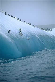 帽带企鹅,南极企鹅,群,跳跃,斯科舍海,冰山,南极