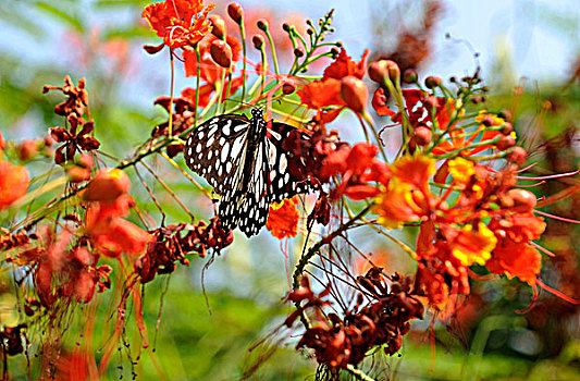 印度,西孟加拉,加尔各答,植物园,特写,蝴蝶