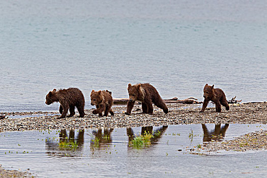 四个,春天,棕熊,幼兽,走,反射,抓住,水池,溪流,露营,卡特麦国家公园,西南方,阿拉斯加,夏天