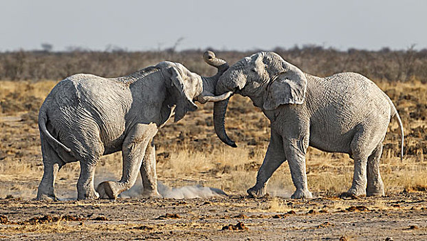 非洲象,两个,雄性动物,争斗,埃托沙国家公园,纳米比亚,非洲